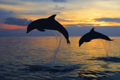 Lovina-Sunrise-Dolphin-Tour