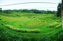Rice-Terrace